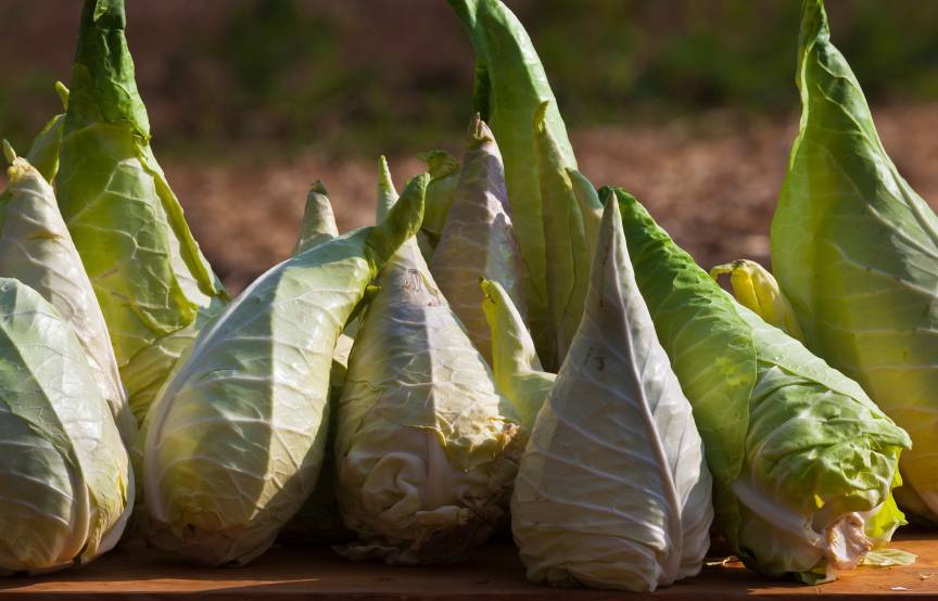 Spitzkohlköpfe auf einem Holztisch