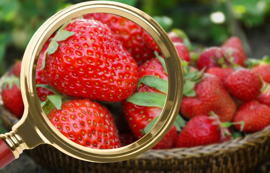 Jemand hält eine goldene Lupe vor einen Kor Ebrdbeeren 