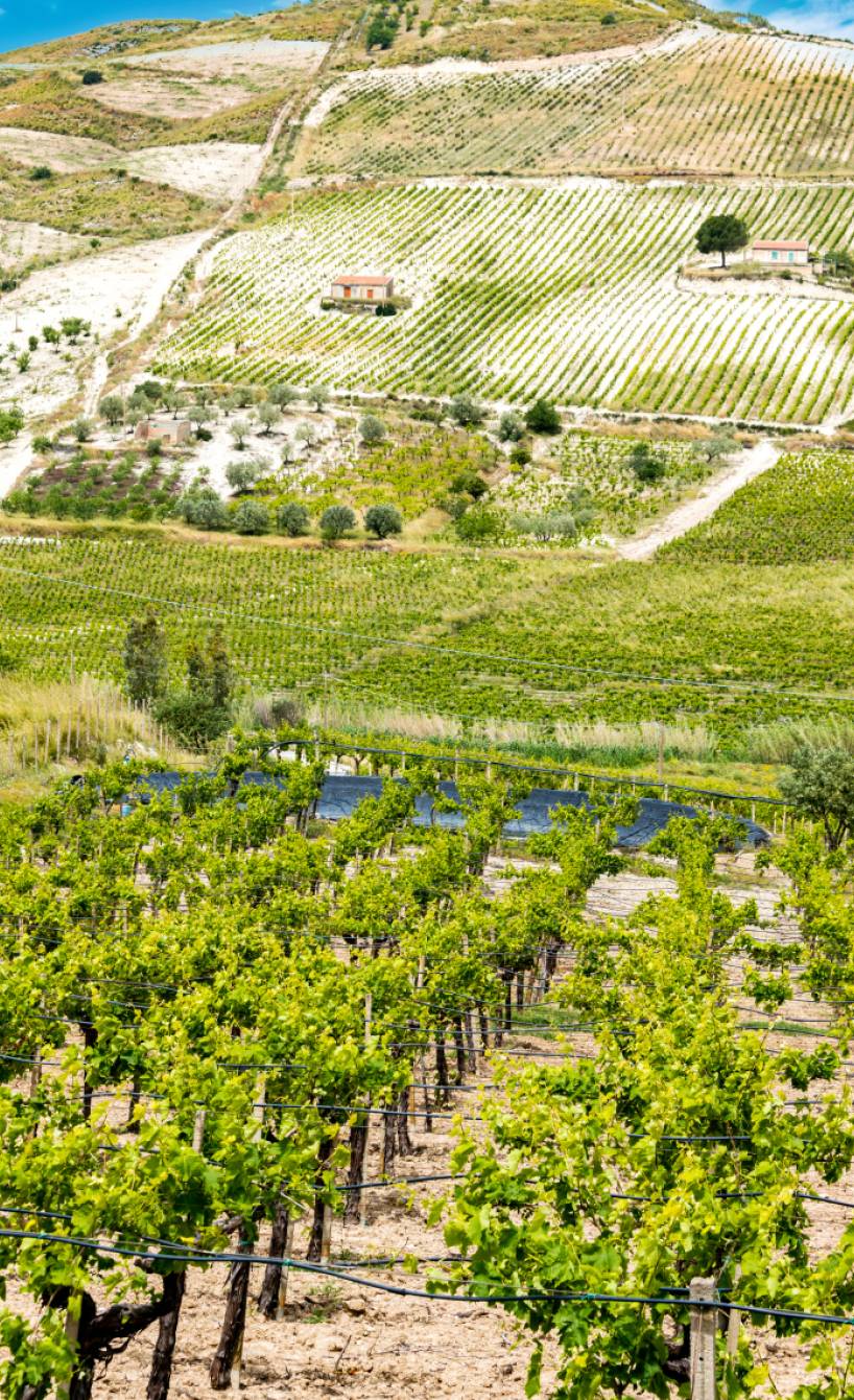 Weinberge auf Sizilien
