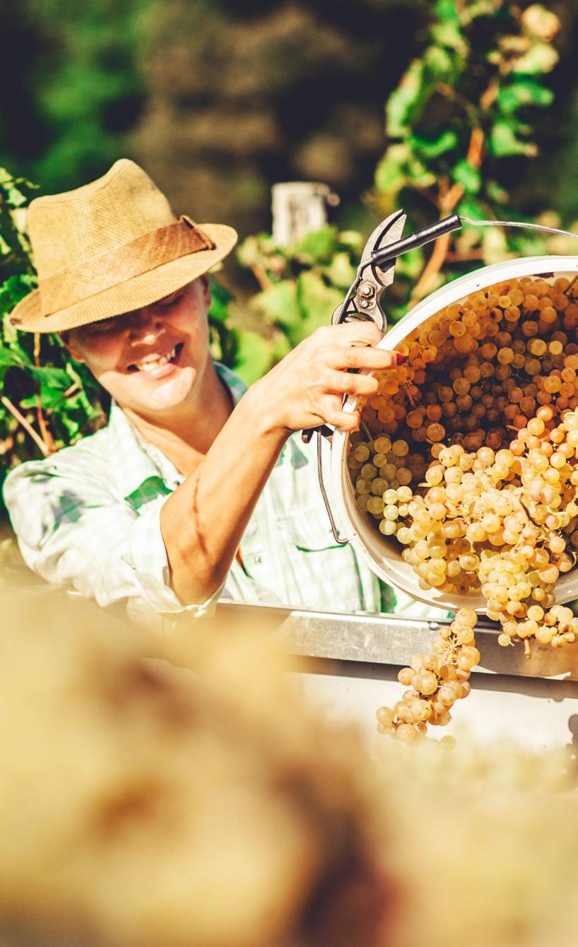 Frau mit Hut kippt einen Eimer weiße Trauben in einen Anhänger