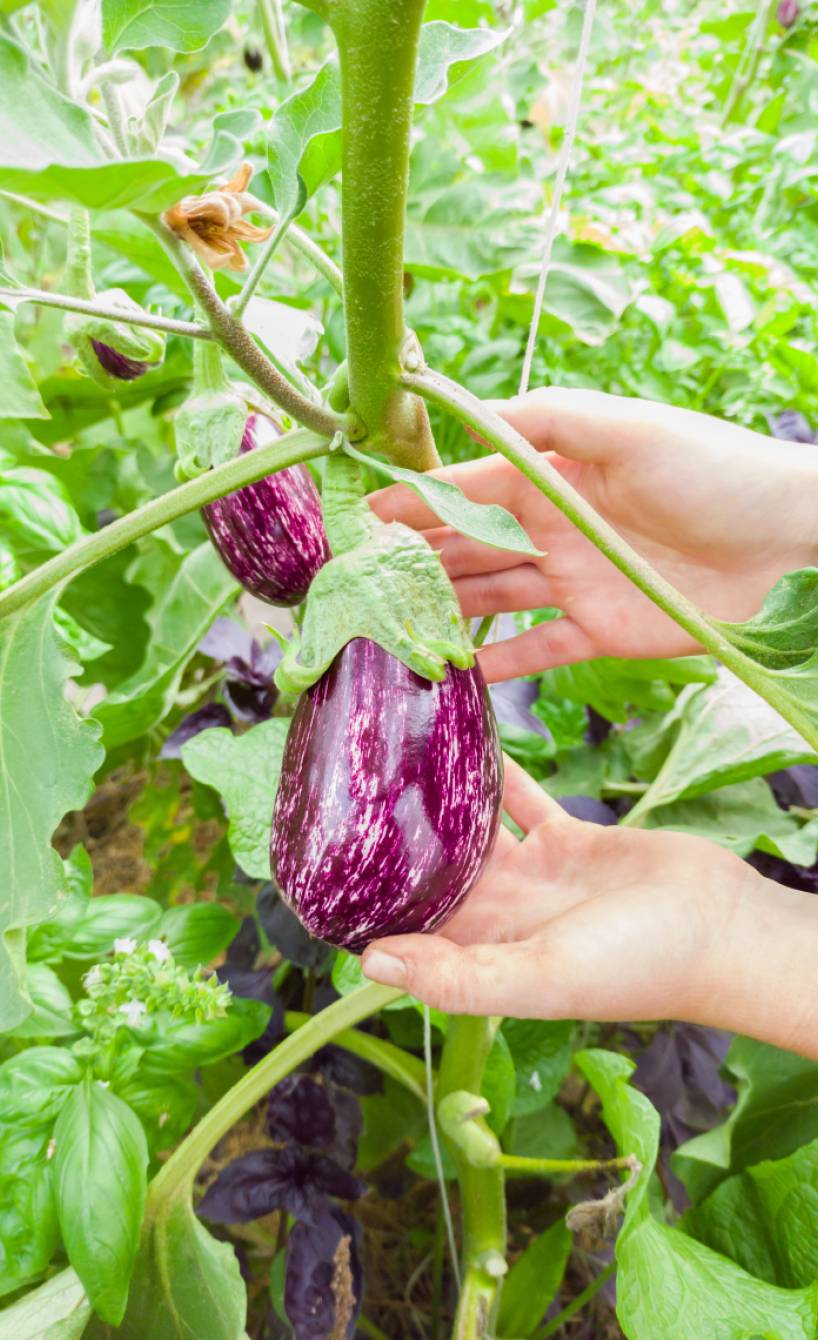 Zwei Hände halten eine lilafarbene Aubergine am Auberginenstrauch