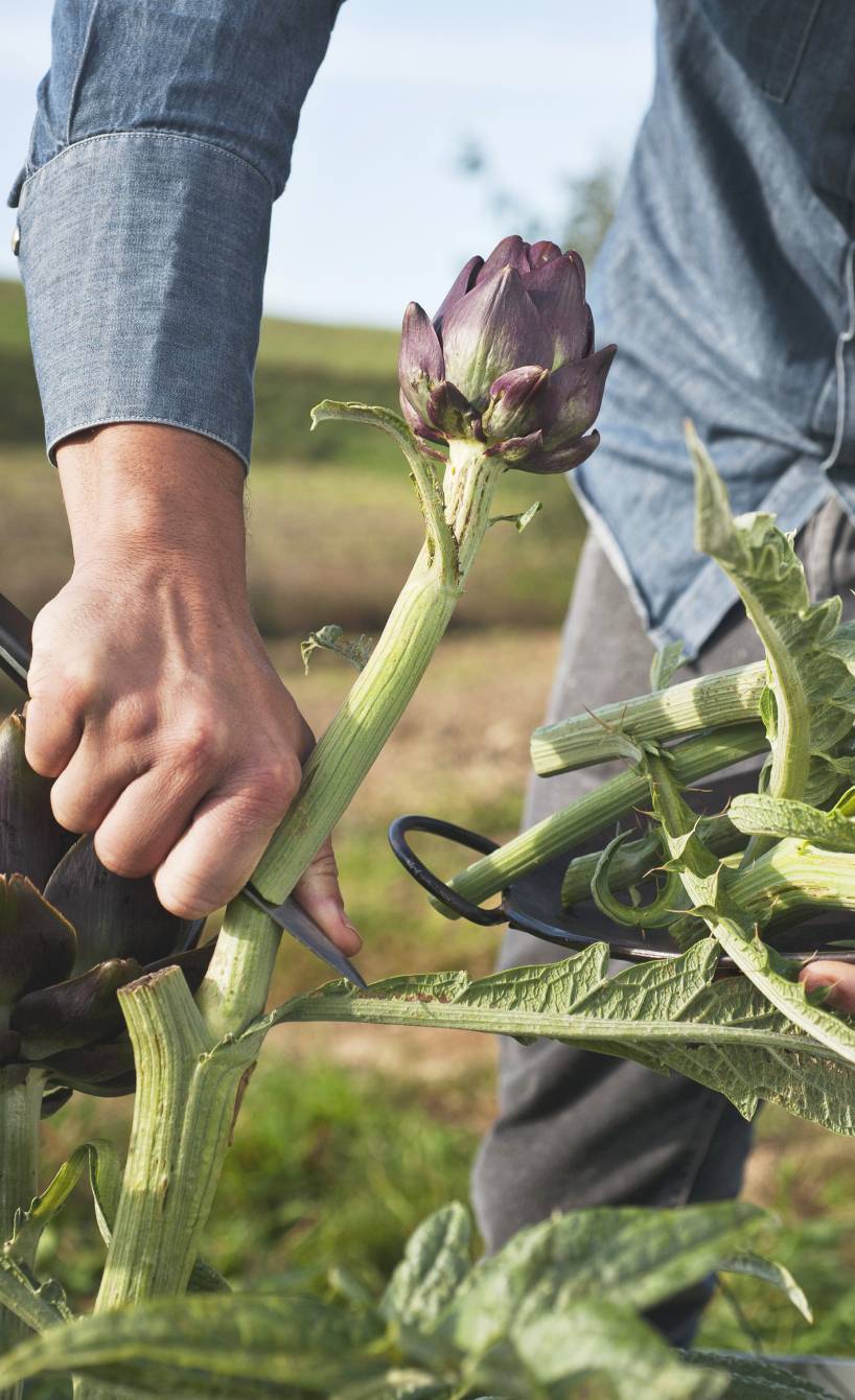 Artischocken ernten