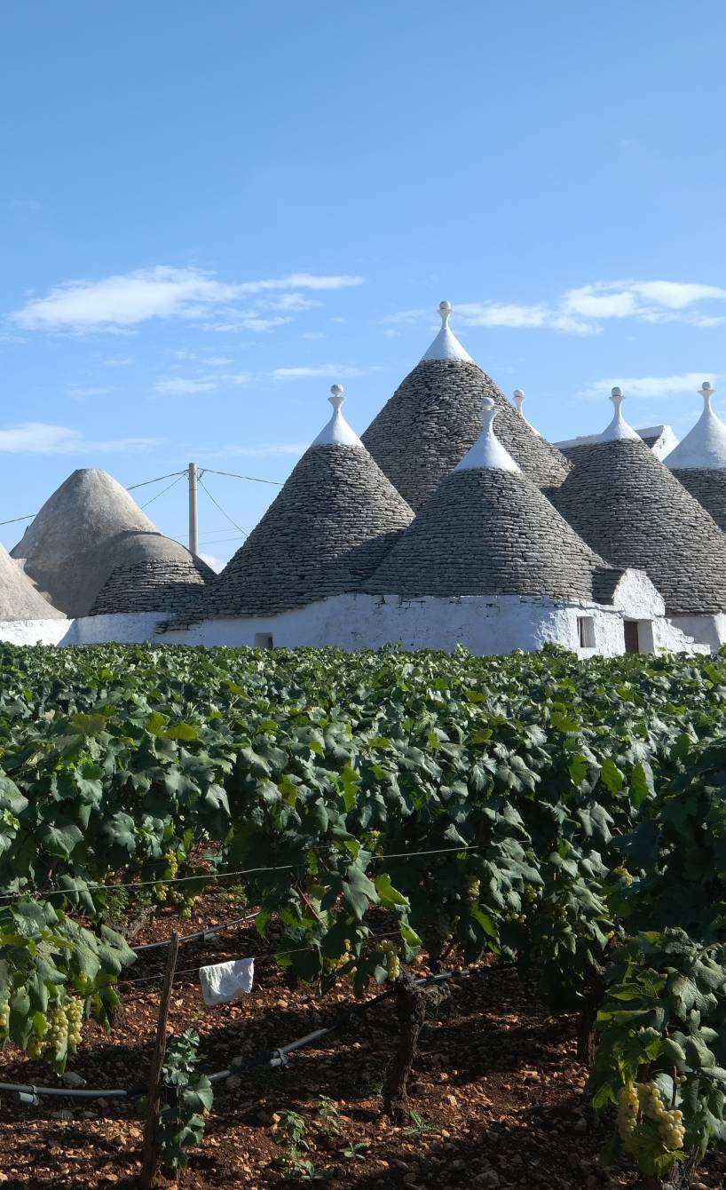 Weinbaugebiet mit Trulli Häusern in Apulien