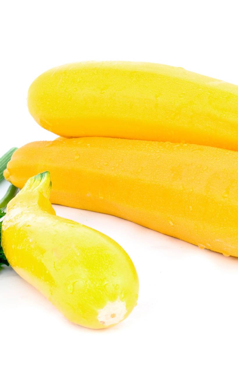 Mehrere gelbe, längliche Zucchini der Sorte Soleil F1 auf weißem Untergrund Mehrere gelbe, längliche Zucchini der Sorte Soleil F1 auf weißem Untergrund