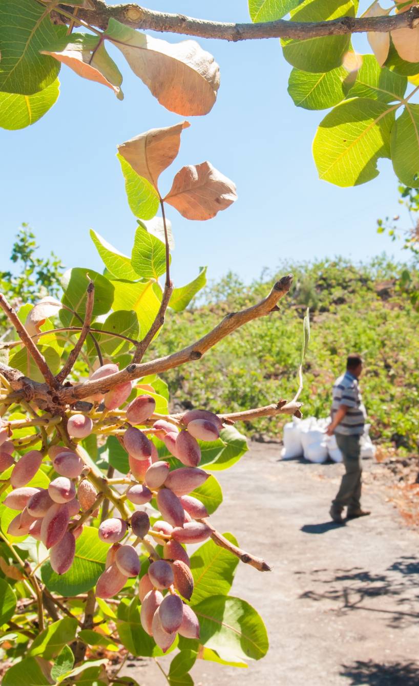 Ein Pistazienbaum, dahinter Arbeiter, die Pistazien ernten in Bronte auf Sizilien Ein Pistazienbaum, dahinter Arbeiter, die Pistazien ernten in Bronte auf Sizilien