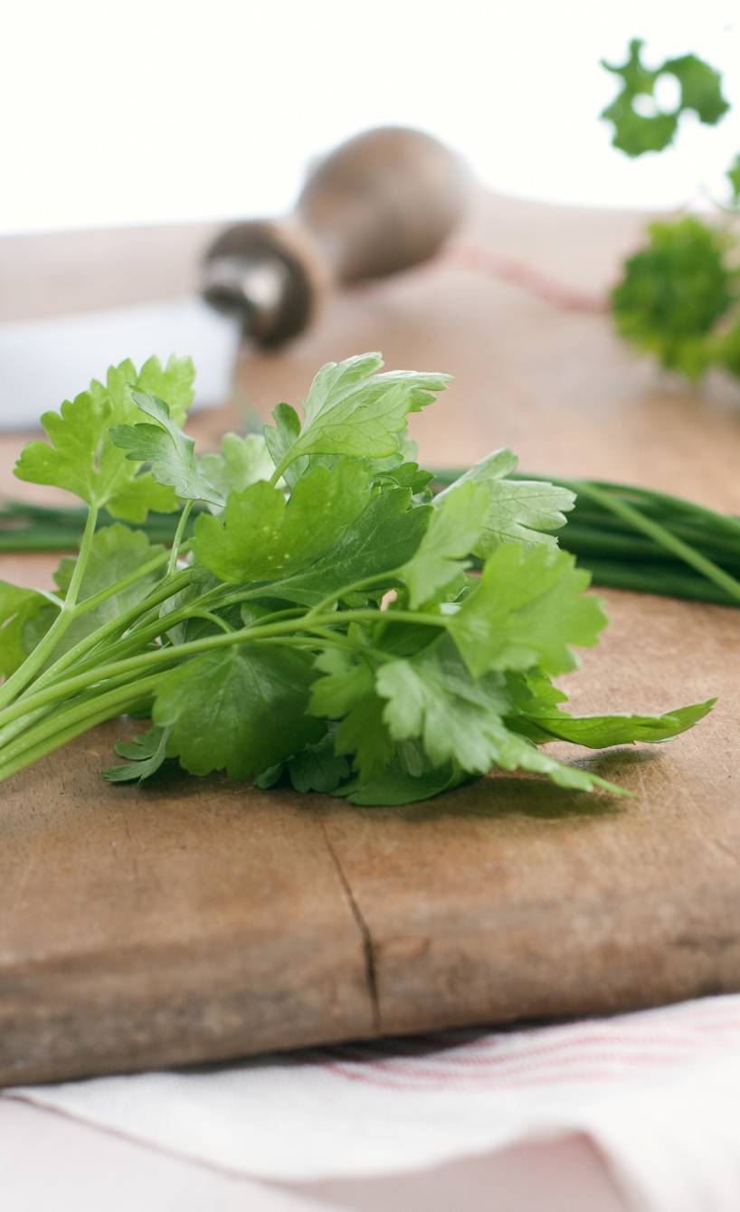 Frischer Kerbel und Schnittlauch auf einem Holzbrett, daneben ein Wiegemesser Frischer Kerbel und Schnittlauch auf einem Holzbrett, daneben ein Wiegemesser